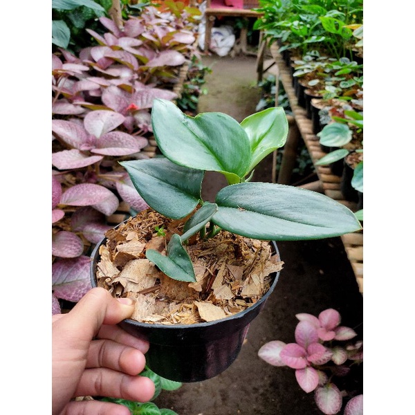 tanaman hias scindapsus treubi Moonlight - scindapsus Moonlight - scindapsus silver