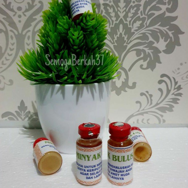 Minyak bulus ukrn kecil banyak khasiat untuk perempuan