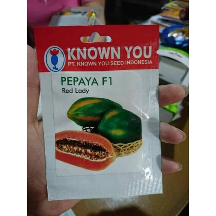 Benih Pepaya Red Lady Known You Seed SP (8 Benih)