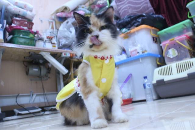 Dress polos warna kuning lucu untuk kucing / baju kucing murah size S-XL