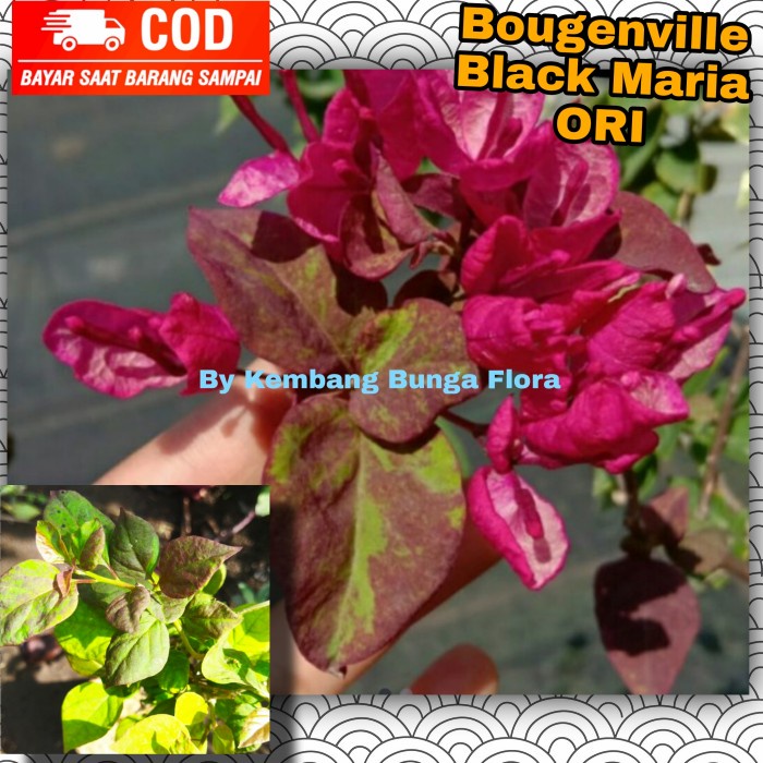 Bugenvil Black Maria/ Bougenville Black Maria/ Bugenvil/ Bougenville - ORI -Tanaman Hidup- Bunga Hid