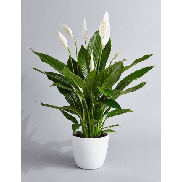 TANAMAN HIAS PEACE LILY SPATUFILUM TANAMAN HIAS INDOOR PEMBERSIH UDARA - TANAMAN HIAS HIDUP SPATUFILUM