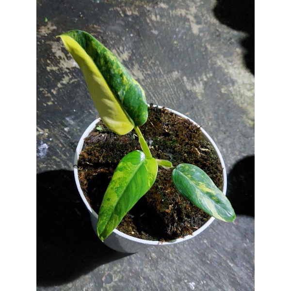 Tanaman Hias Philodendron Domesticum Varigata/philodendron domesticum varigata