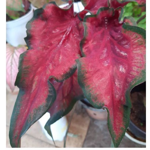 caladium red lipstik/caladium import/caladium thay