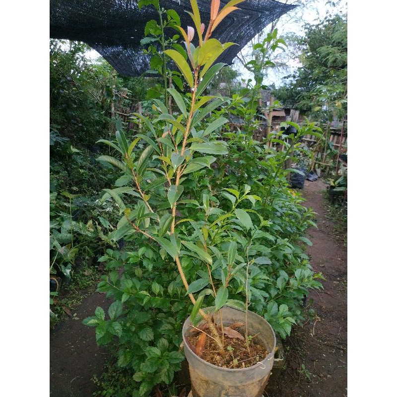 Bahan Bonsai Ficus Bunut Pupus Merah Langka
