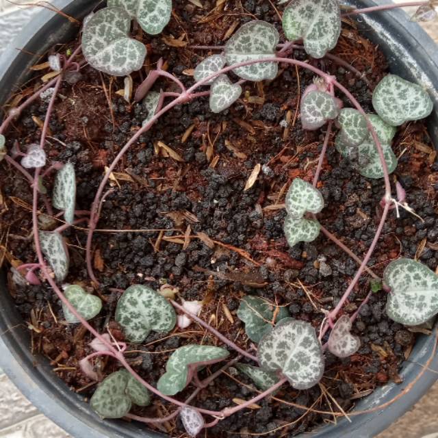 yudhienyarastierastie