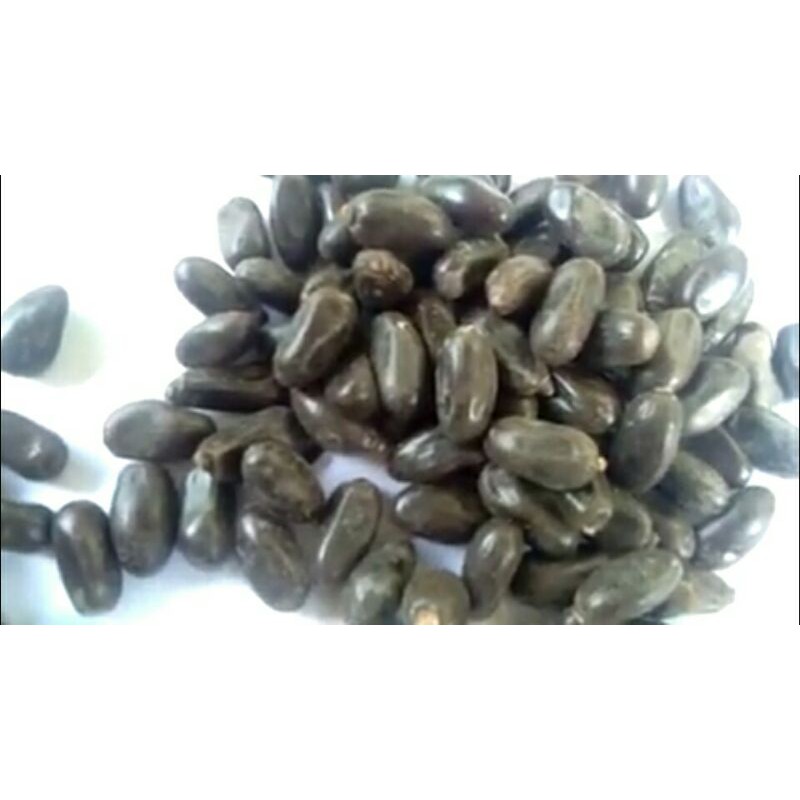 

Biji Pranajiwa atau Pronojiwo prana jiwa