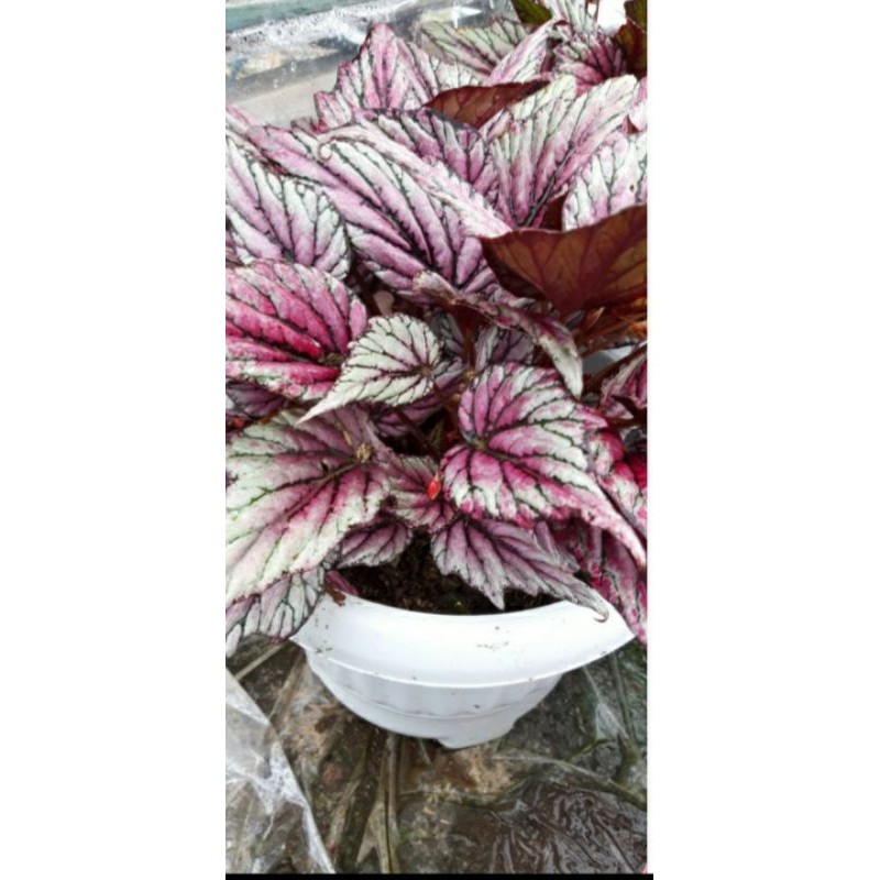 (indukan)Begonia 001/ Begonia Rex Silver / Begonia Merah Silver(indukan) - Bunga Berastagi