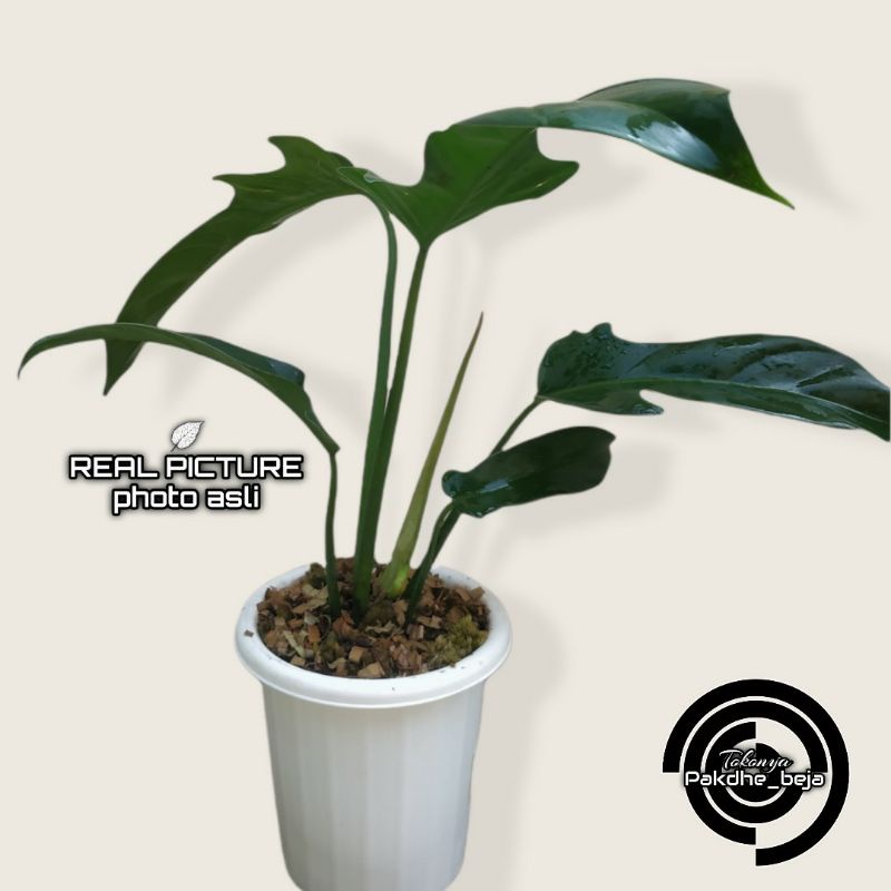 Philodenderon ECUADORIAN CANOE real picture