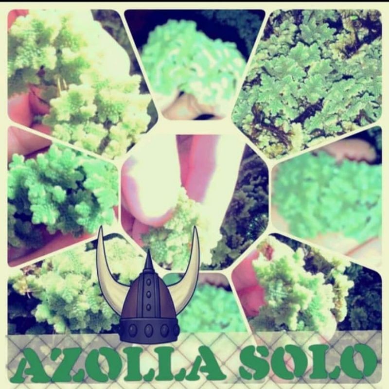 bibit azolla azola microphyla500gram