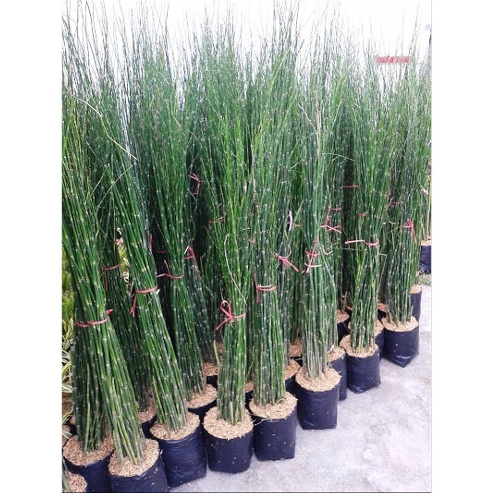 Tanaman Hias Bambu Air (Equisetum hyemale)
