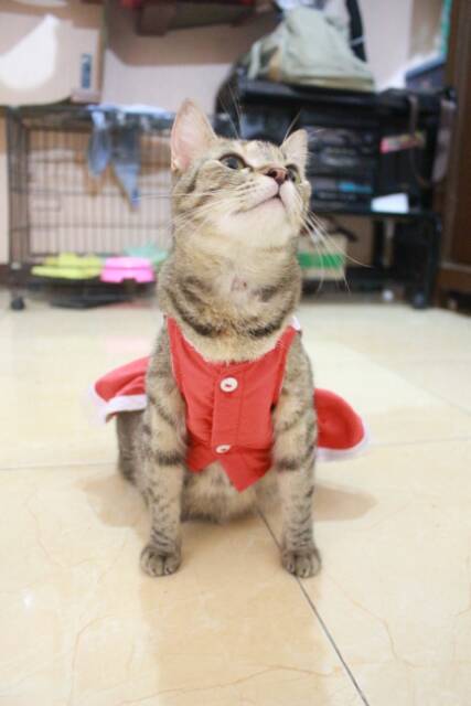 Dress maid anime red vermilion / baju kucing lucu terlaris / baju kucing dan anjing size S M L XL