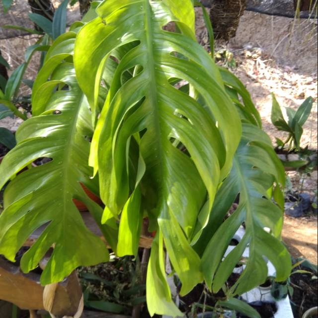 Daun Ekor Naga Segar Dragon Tail Epipremnum Pinnatum Shopee Indonesia