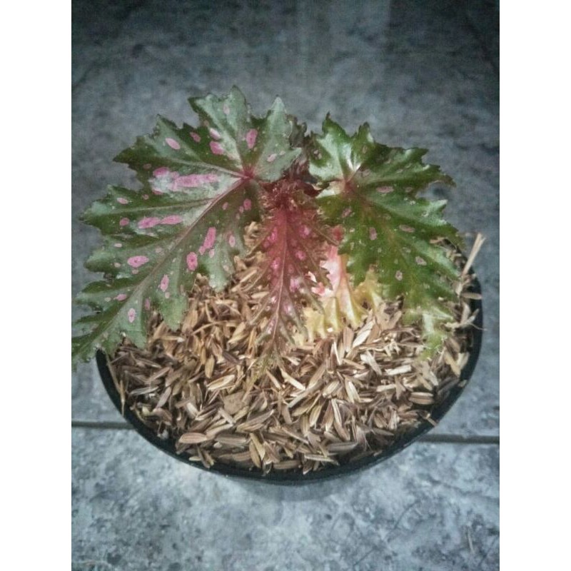 Tanaman Hias Begonia spider