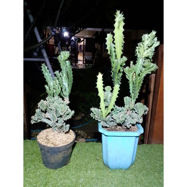 tanaman hias kaktus tulang hijau