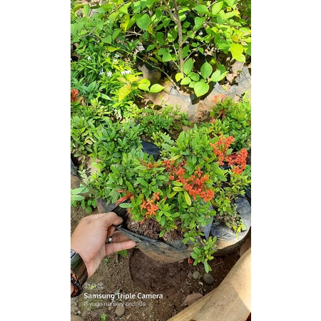 tanaman hias soka mini soka jepang soka merah rumpun