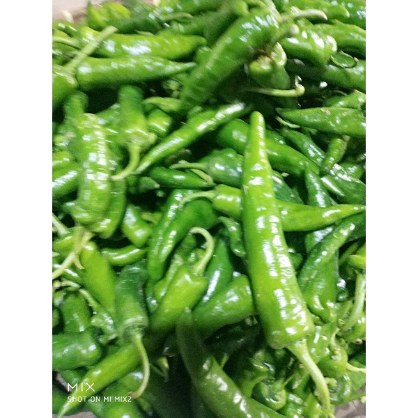 

cabe tanjung hijau 1 kg sayuran segar