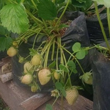 DIARY PETANI - Tanaman Stroberi Mencir Sudah Berbuah