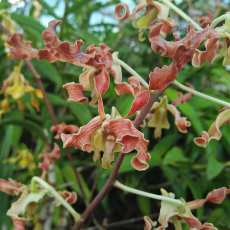 Dendrobium Discolor Spesies Merauke