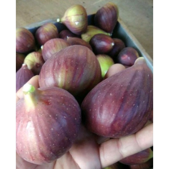 

buahtin fressh 150gr termurah hasil petani ciwidey organik