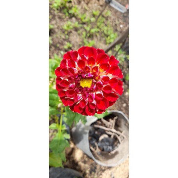Benih Umbi Bunga Dahlia Import 1 Rumpun (isi 3umbi)