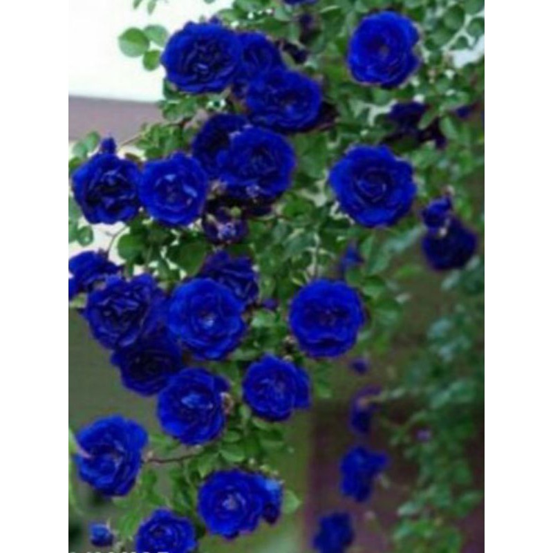 Biji Benih Mawar Rambat merah, biru, putih