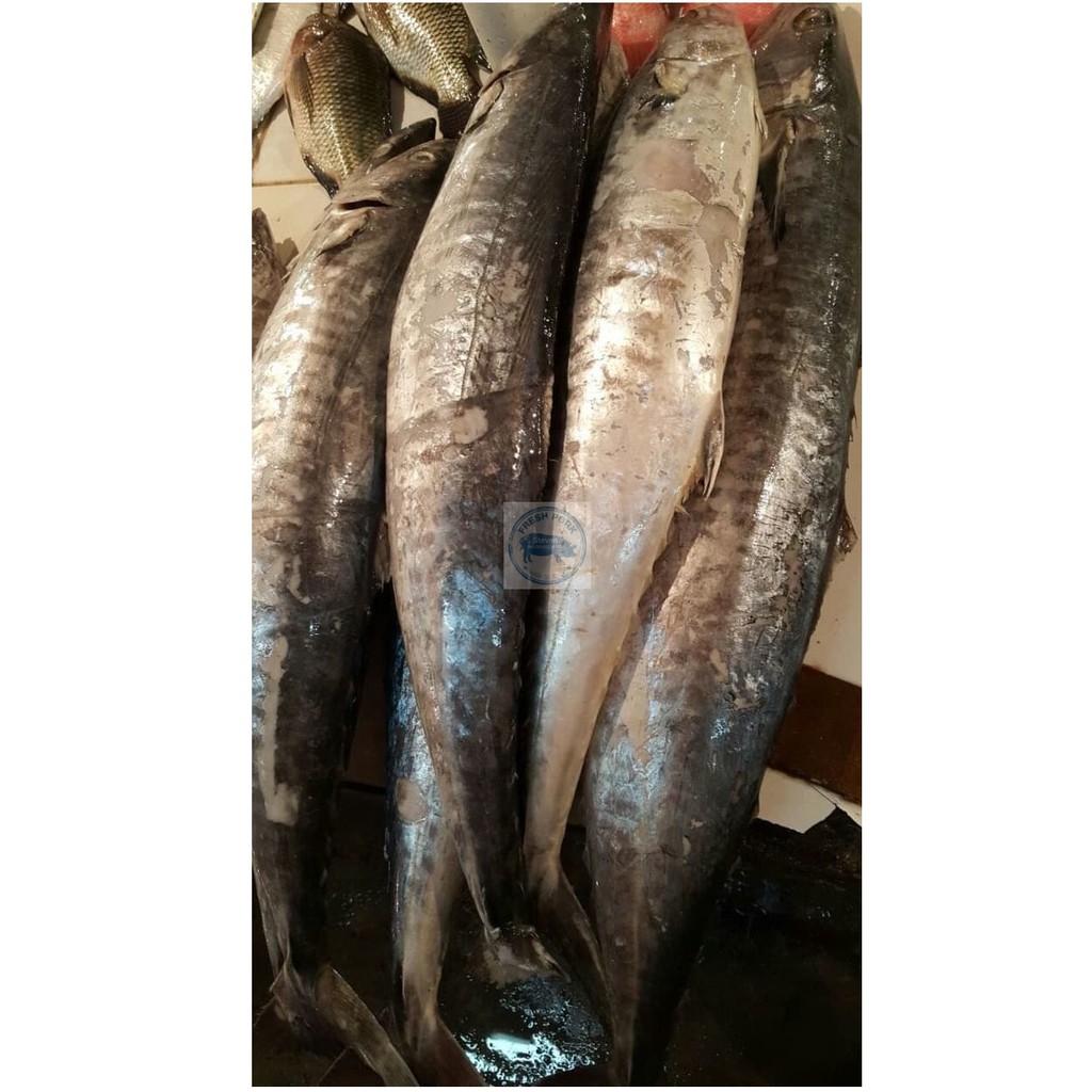 

Ikan Tenggiri Segar - Narrow Barred Spanish Mackarel