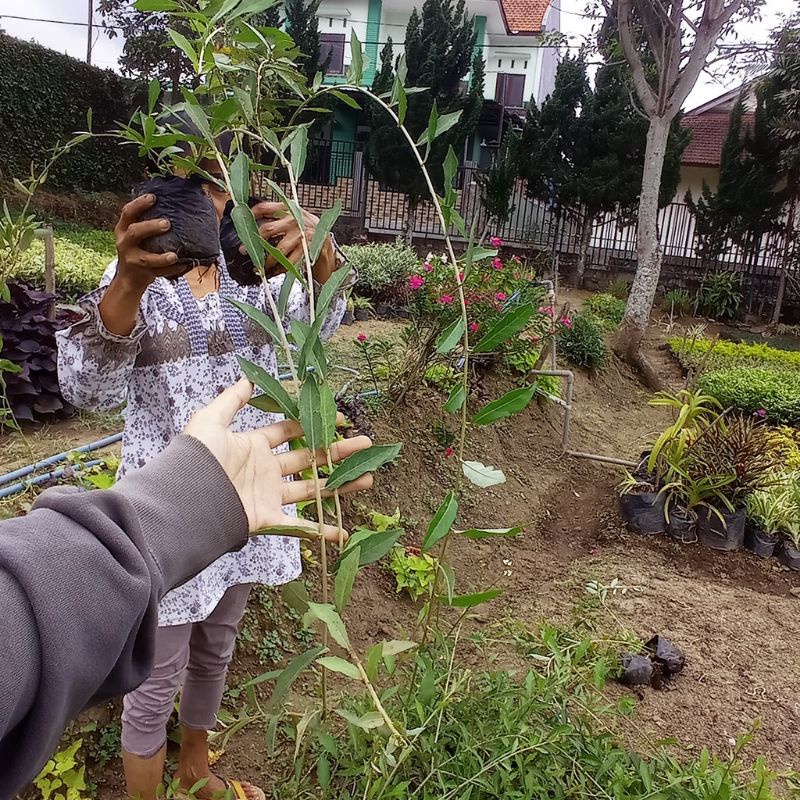 Tanaman Hias Merambat Lee Kwan Yew Tarlmounia Vernonia elliptica / Vernonia elaeagnifolia / Tarlmoun