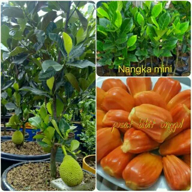 Bibit nangka merah mini