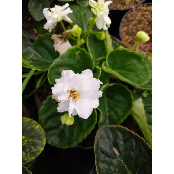 tanaman bunga violces