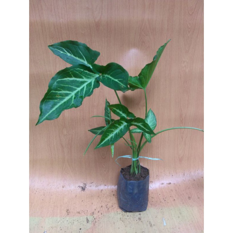 Syngonium podophyllum schott five finger