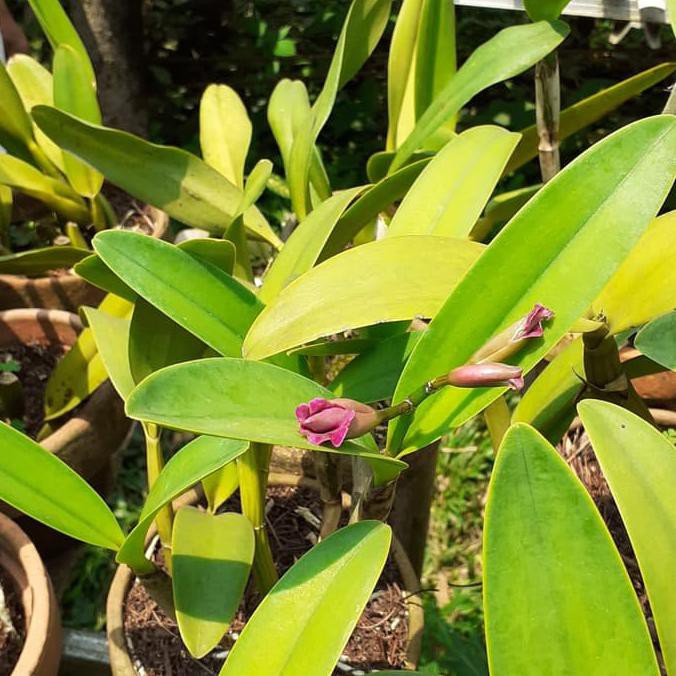 Anggrek Cattleya Sogodoll Knop