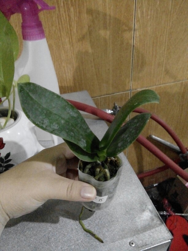Anggrek Bulan Remaja - Phalaenopsis Hybrid Taiwan