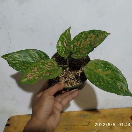 Aglonema Ruby Ciangmay Aglonema Ruby Ciangmay