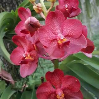  Anggrek  Vanda  Mokara  Remaja Shopee Indonesia