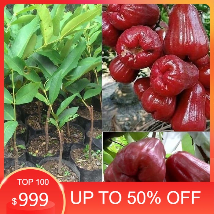 Bibit Tanaman Pohon Jambu Citral Hasil Okulasi Jaminan Asli