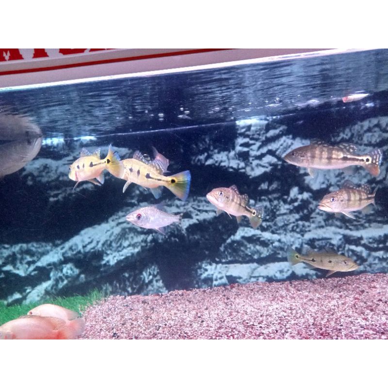 pbass orinoco dan pbass azull