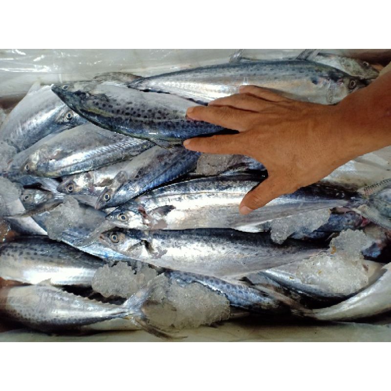 

Ikan tenggiri segar harian tenggiri cewek 1kg