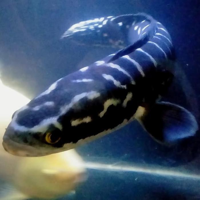 Propr | Hiasan Aquarium Ikan Channa Toman Ikan Hias Ikan Predator Big Size
