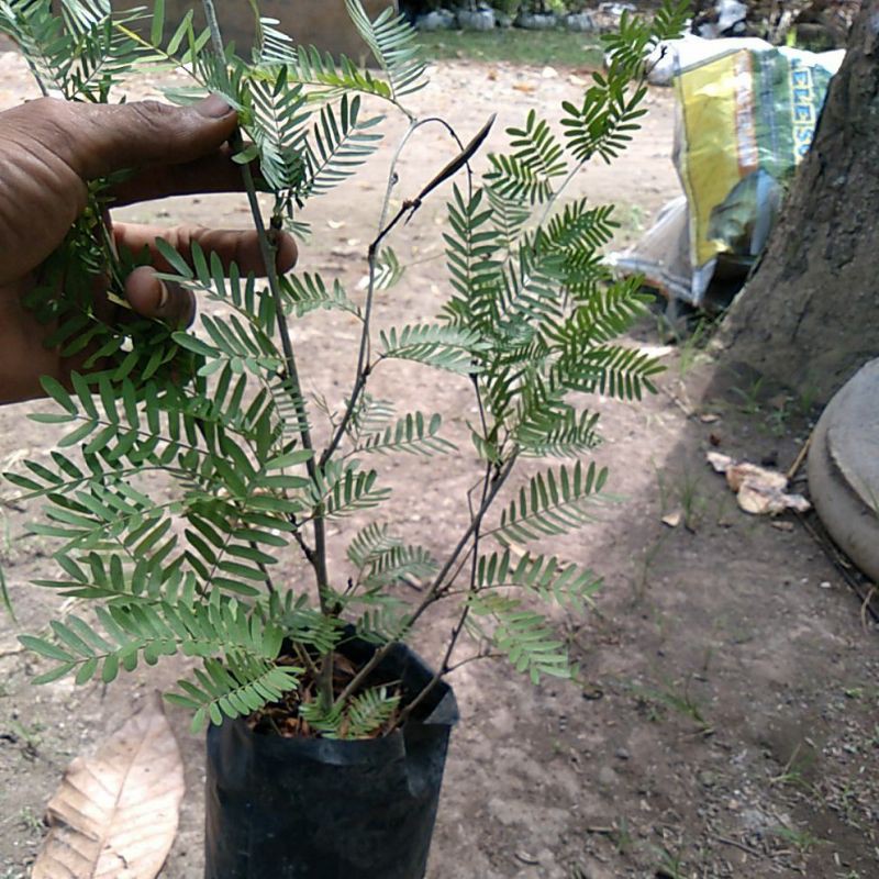 Bibit  bonsai kaliandra