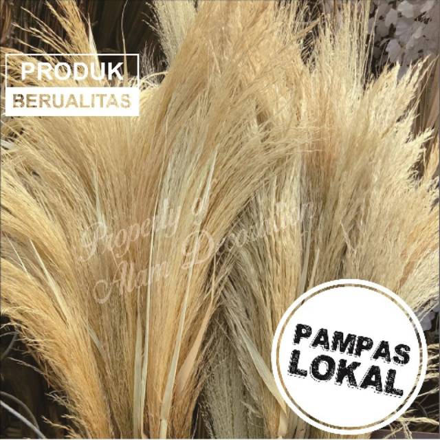 PALING MURAH PAMPAS LOKAL 10 pcs TANPA BULU/ RAYUNG / DRIED PAMPAS GRASS/ BUNGA KERING RUSTIK