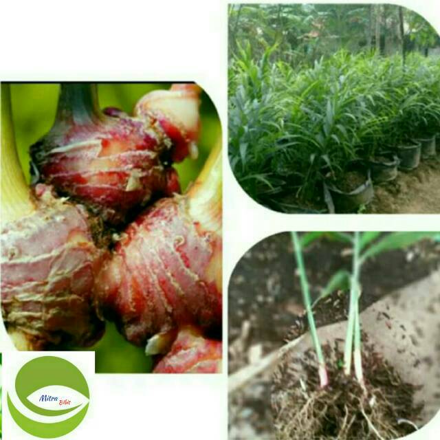 Bibit Tanaman Jahe Merah Zingiber Officinale Var Rubrum Rhizoma Rimpang Jahe Merah Shopee Indonesia