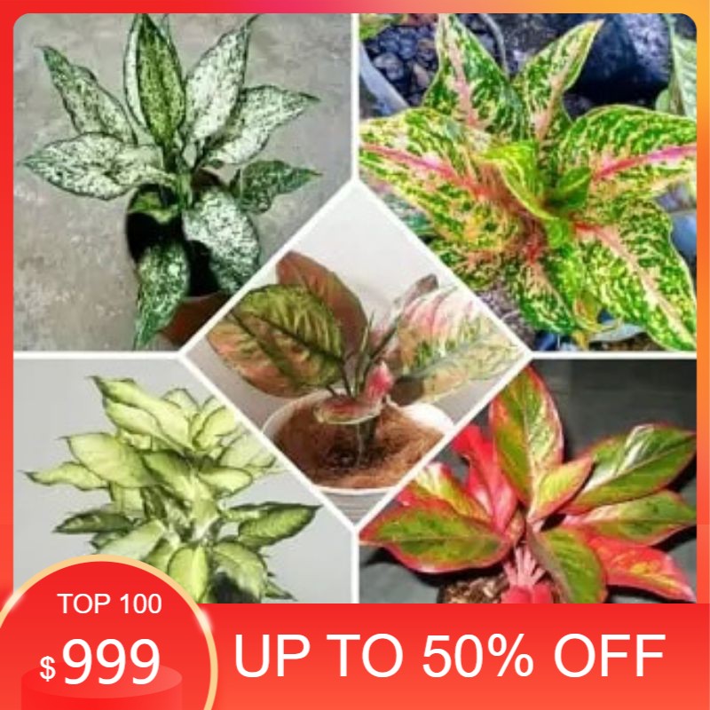 promo ideal paket 5 jenis anakan aglonema murah