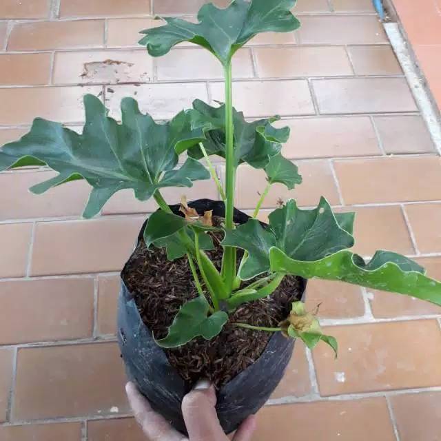 Tanaman Hias - Philo Dendron