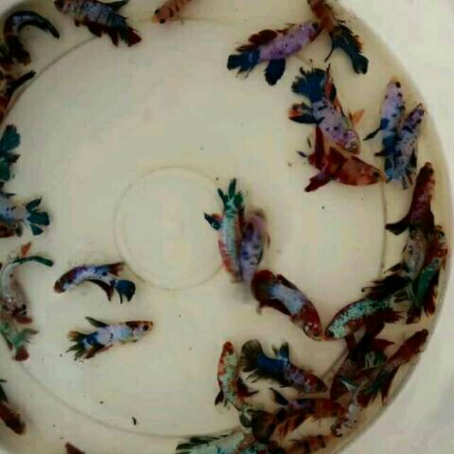 Anakan burayak ikan cupang plakat nemo galaxy multicolour emerald fullblock