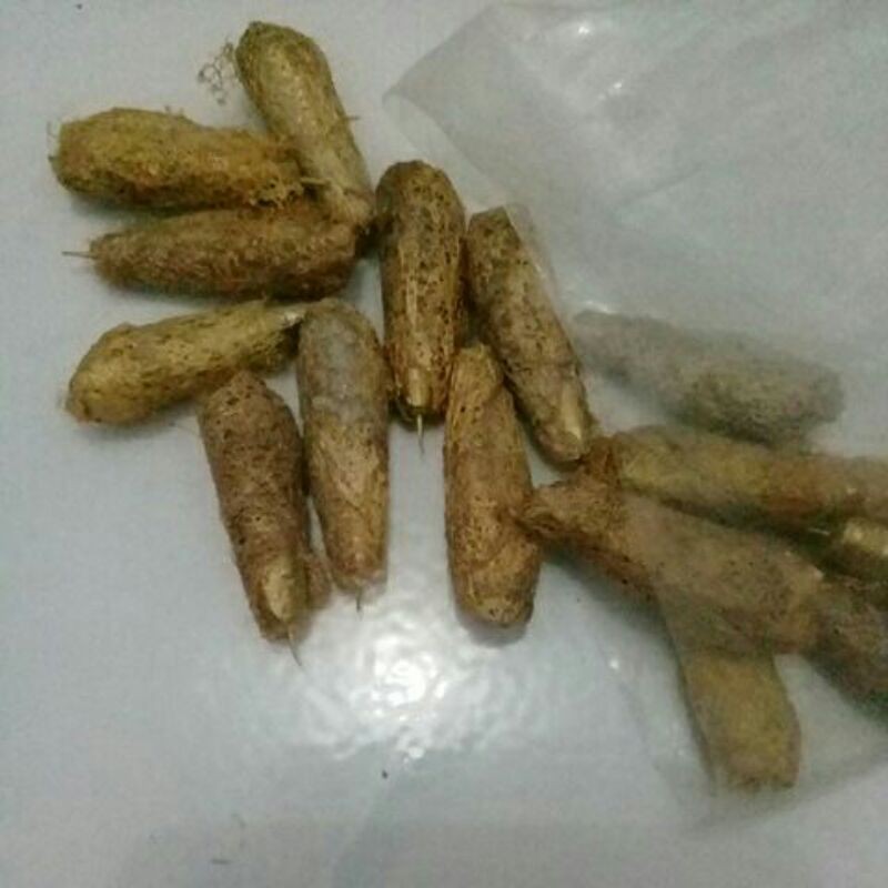 

20pcs wesi kuning paket jualan