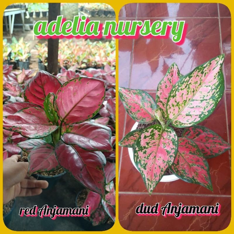 BUNGA AGLONEMA DUD ANJAMANI DAN RED ANJAMANI