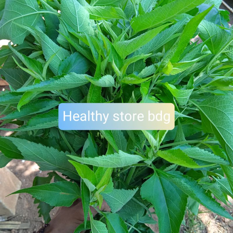 

Daun kirinyuh segar petik langsung 1 kg