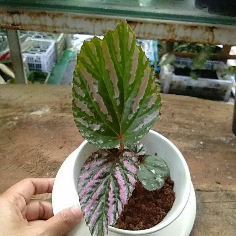 begonia Rex walet/violet