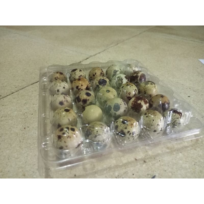 

Telur puyuh Perkemasan isi 25Butir